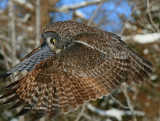 Chouette Lapone - Great Grey Owl 