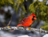 Cardinal rouge Northern Cardinal / Cardinalis cardinalis