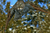 Chouette Lapone - Great Grey Owl