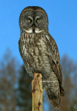 Chouette Lapone - Great Grey Owl