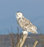 Harfang des Neiges (Snowy Owl