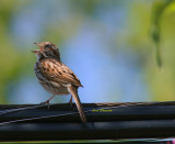 Bruant chanteur / Song Sparrow 