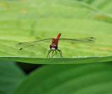 Libellule / Dragonfly