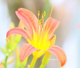 Hemerocallis