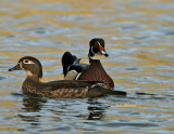 Canard Branchu _ Wood Duck