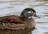 Canard Branchu _ Wood Duck