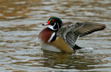 Canard Branchu _ Wood Duck