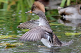 Harle couronn ( Hooded Merganser Femelle