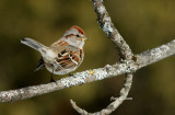 Bruant Hudsonien / American Tree Sparrow 