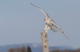 Harfang des Neiges (Snowy Owl