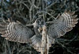 Chouette Lapone - Great Grey Owl