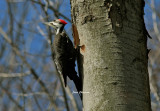 Grand Pic ( Pileated Woodpecker )