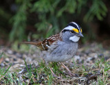 Bruant A Gorge Blanche / White - throated Sparrow