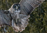 Chouette Lapone - Great Grey Owl