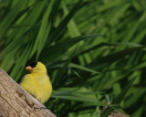 Chardonneret jaune ( American Goldfinch 