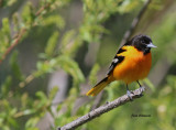 Oriole de Baltimore ( Baltimore Oriole 