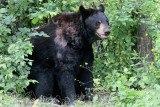 L'ours noir (Ursus americanus) black bear