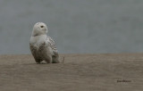 Harfang des Neiges  (Snowy Owl 