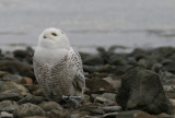 Harfang des Neiges   (Snowy Owl