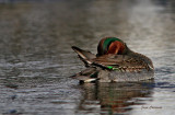 Sarcelle D'hiver ( Green - winged Teal )
