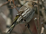 Tarin des Pins / Pine Siskin