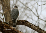   pervier de Cooper (Coopers Hawk 