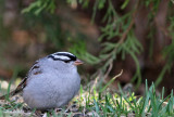 Bruant  Couronne  Blanche / White crowned Sparrow