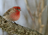 Roselin Familier / House Finch