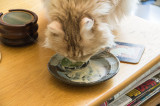 avocadoprawncat.jpg