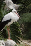 blackandwhitestork-sk.JPG