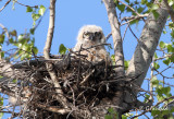 Lone Owlet