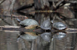 Blandings and Painted Turtles