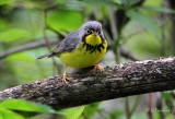 Canada Warbler II