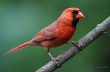 June Cardinal