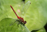White Faced Meadowhawk Male