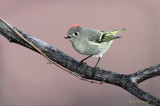 Kinglet 2