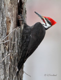 Male Pileated