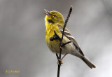 Pine Warbler