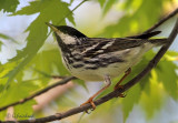 Blackpol Warbler