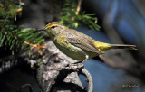 Palm Warbler