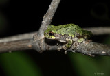 Night Frog