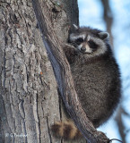 Young Racoon