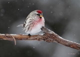 A Leg Up On The Common Redpoll