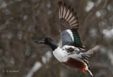 Winter Shoveler 