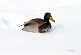 Mallards Snow Day