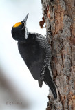 Black-backed  Woodpecker (m) 