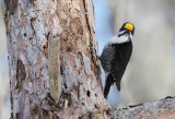 Black-backed Woodpecker (m)
