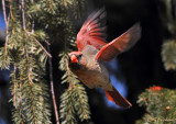 Female Cardinal On The Wing