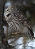 Light Profile On The Barred Owl