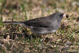 Junco With Dinner